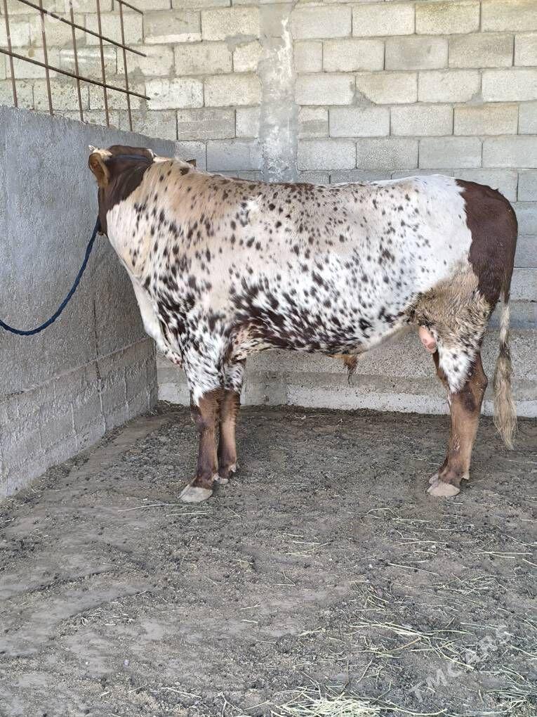 OKZ 2 SANAK BAKYLAN - Анев - img 3