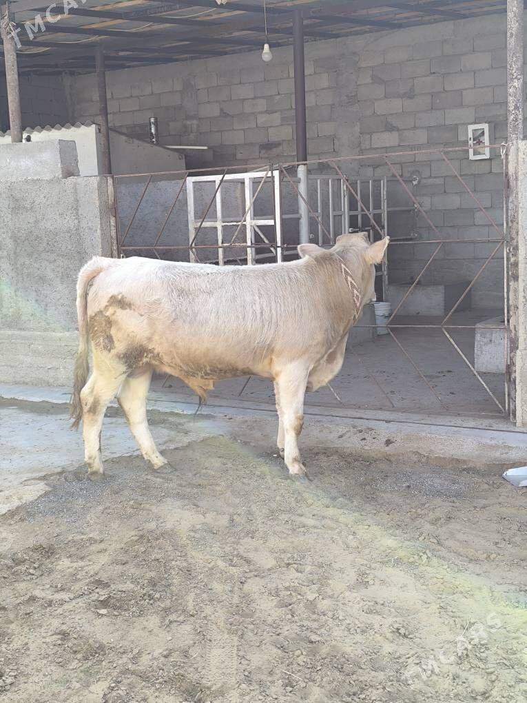 OKZ 2 SANAK BAKYLAN - Анев - img 8