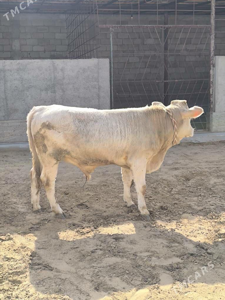 OKZ 2 SANAK BAKYLAN - Анев - img 9