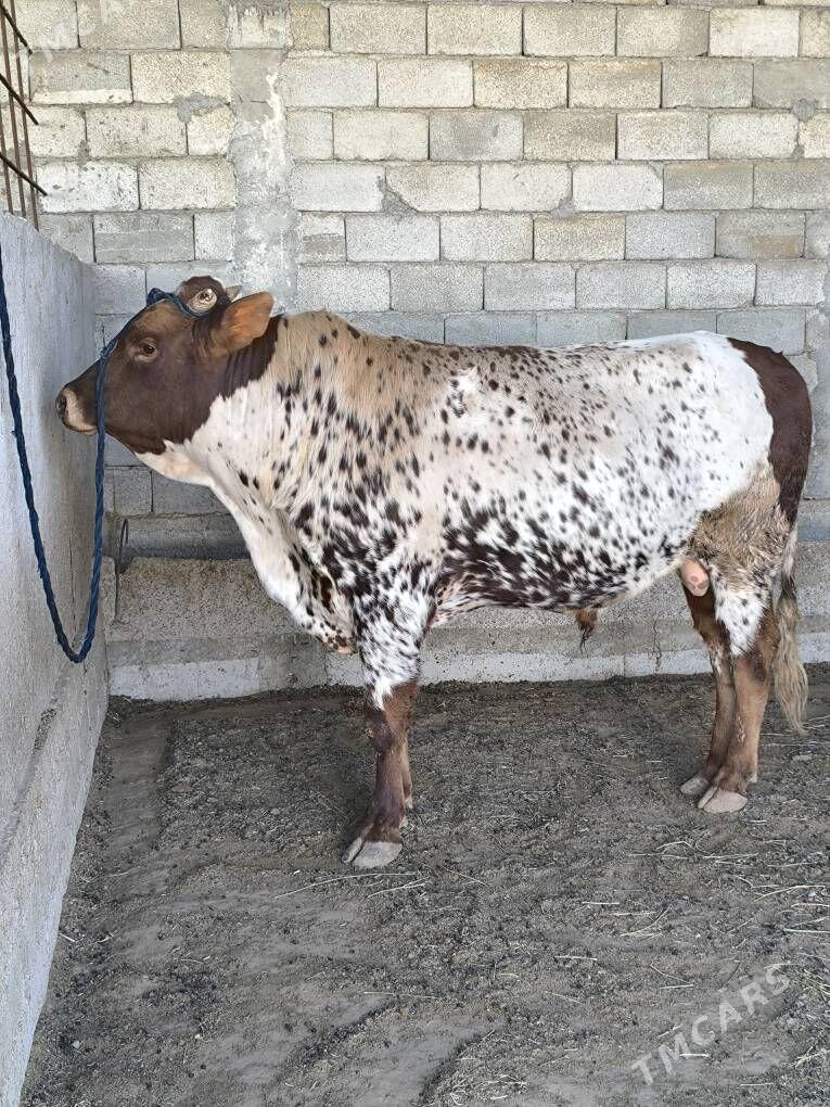 OKZ 2 SANAK BAKYLAN - Анев - img 2