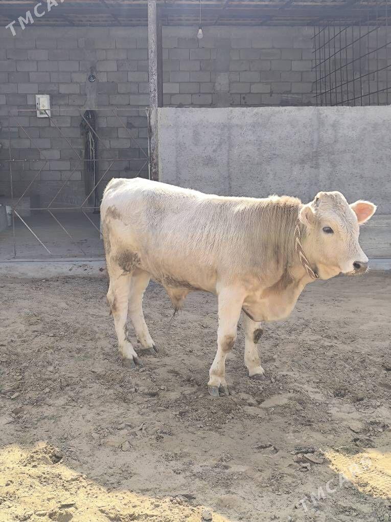 OKZ 2 SANAK BAKYLAN - Анев - img 10