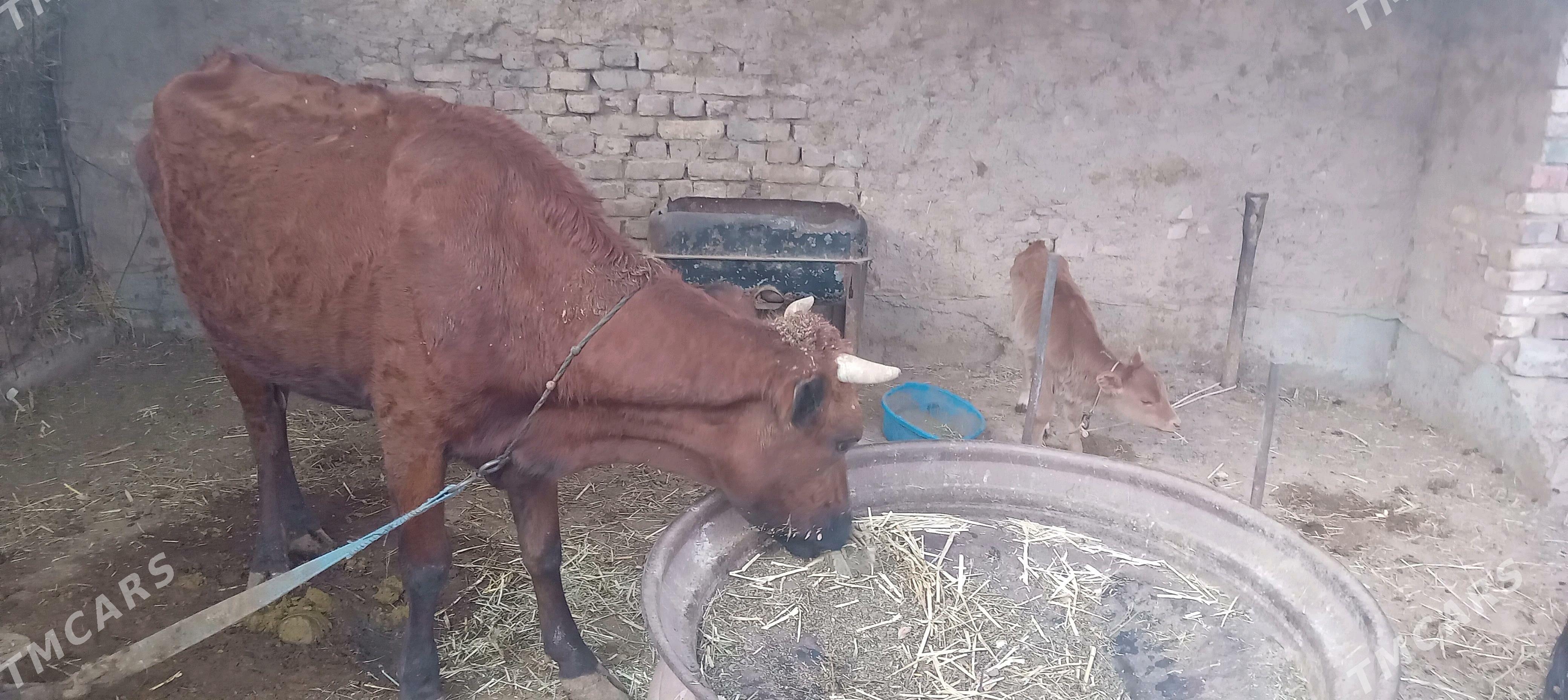 goleli sygyr - Теджен - img 2