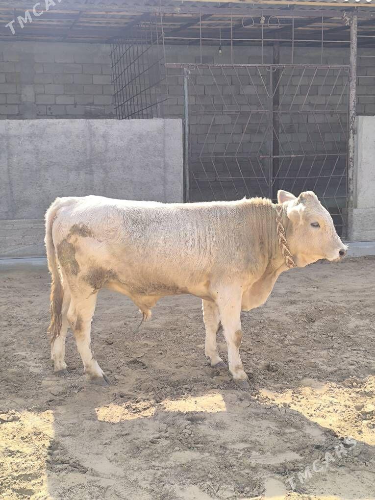 OKZ 2 SANAK BAKYLAN - Анев - img 6