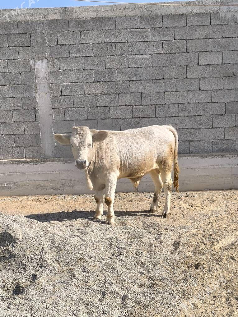 OKZ 2 SANAK BAKYLAN - Анев - img 7