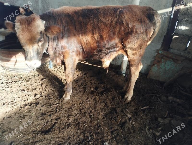 öküz - Яшлык - img 3