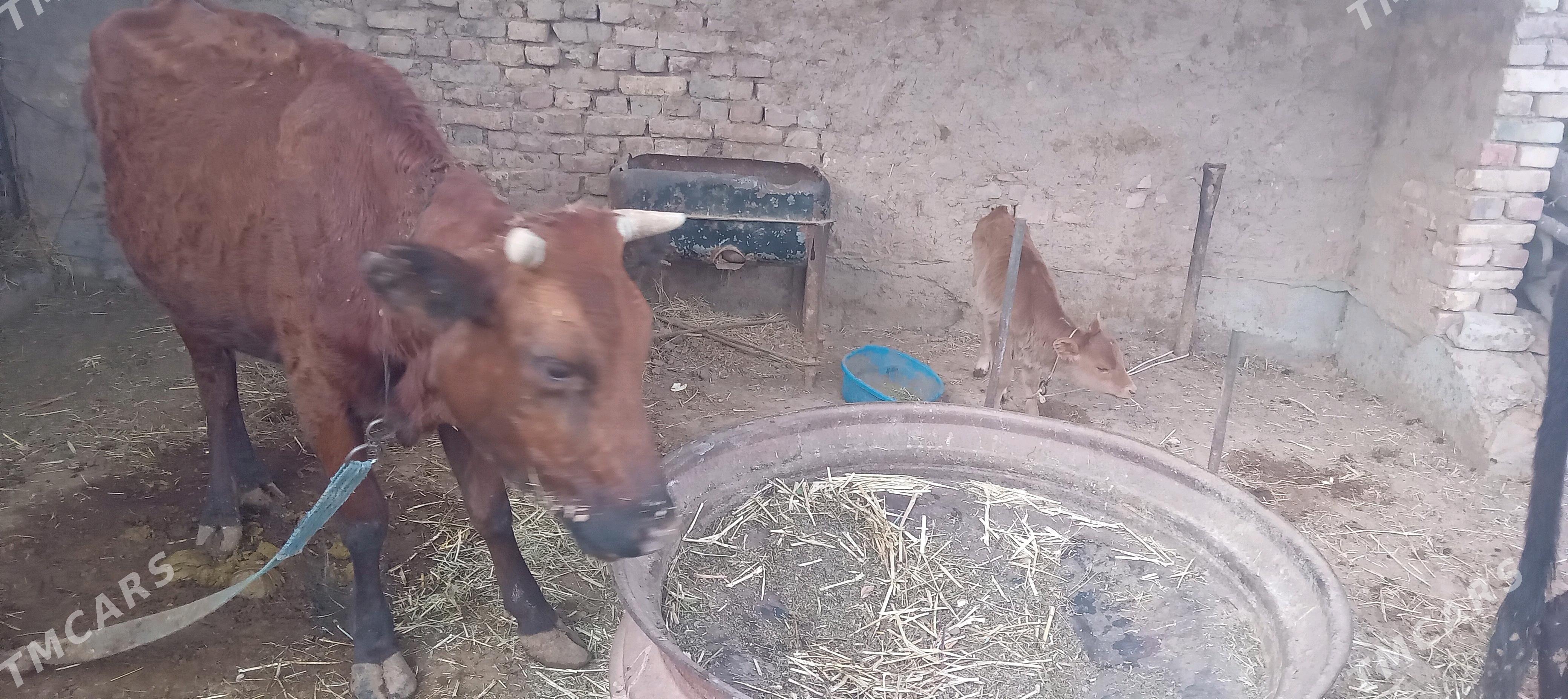 goleli sygyr - Теджен - img 3