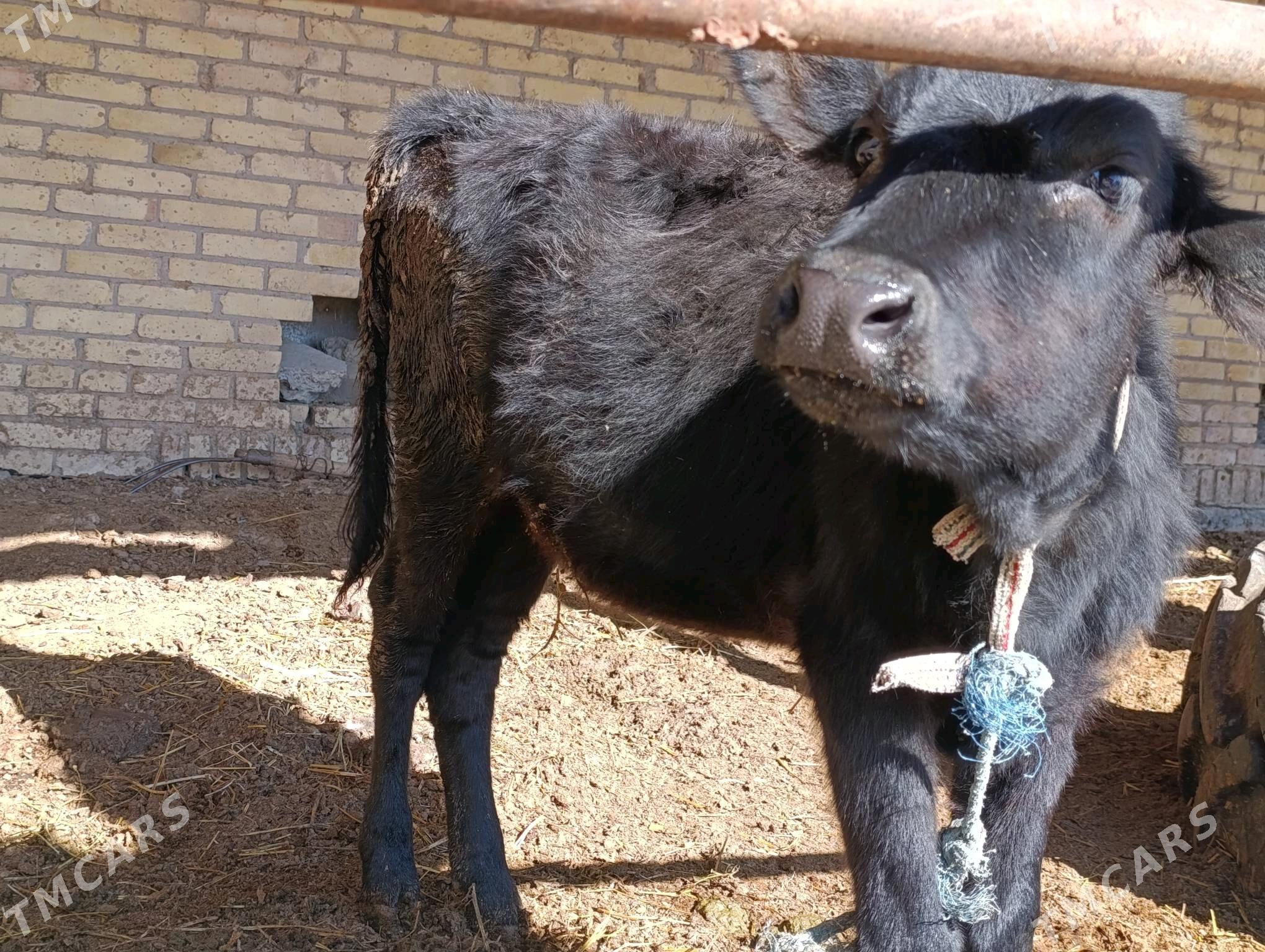 unajyn - Çärjew - img 2