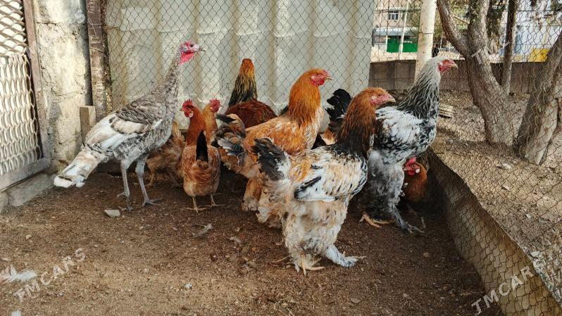 towuk, horaz - Туркменбаши - img 2