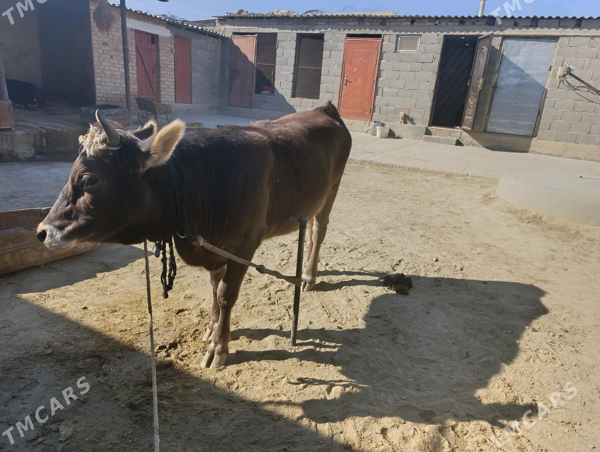 tüwe - Бахарден - img 2