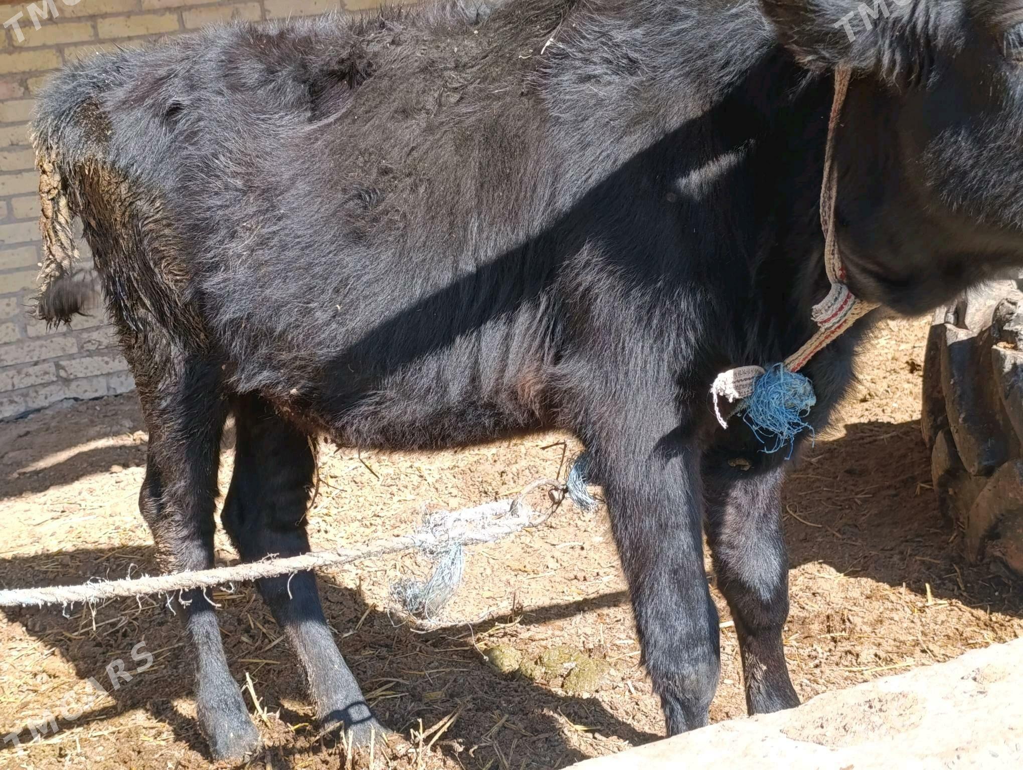 unajyn - Çärjew - img 3