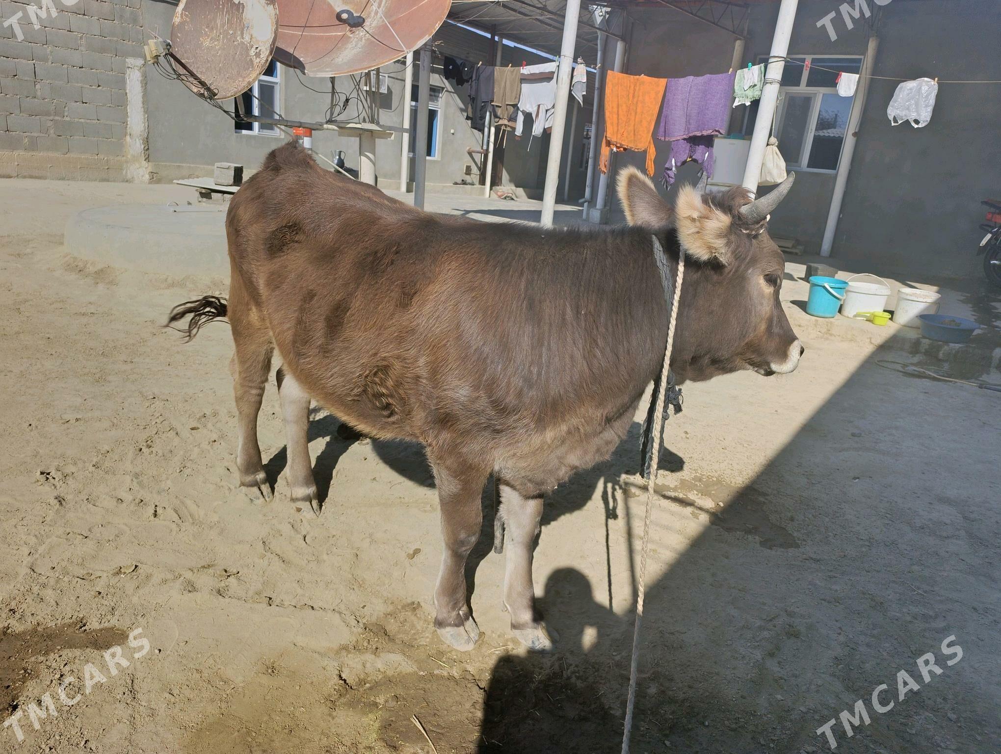 tüwe - Бахарден - img 3