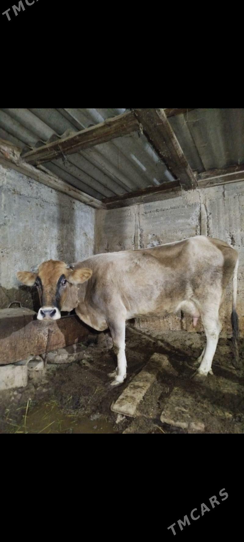 Sygyr - Бузмеин - img 4