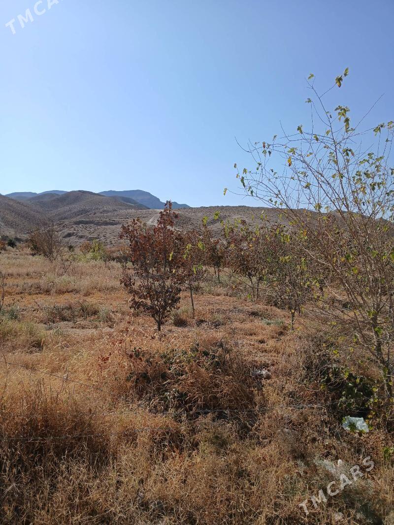 Ekin yer - Гёкдепе - img 3