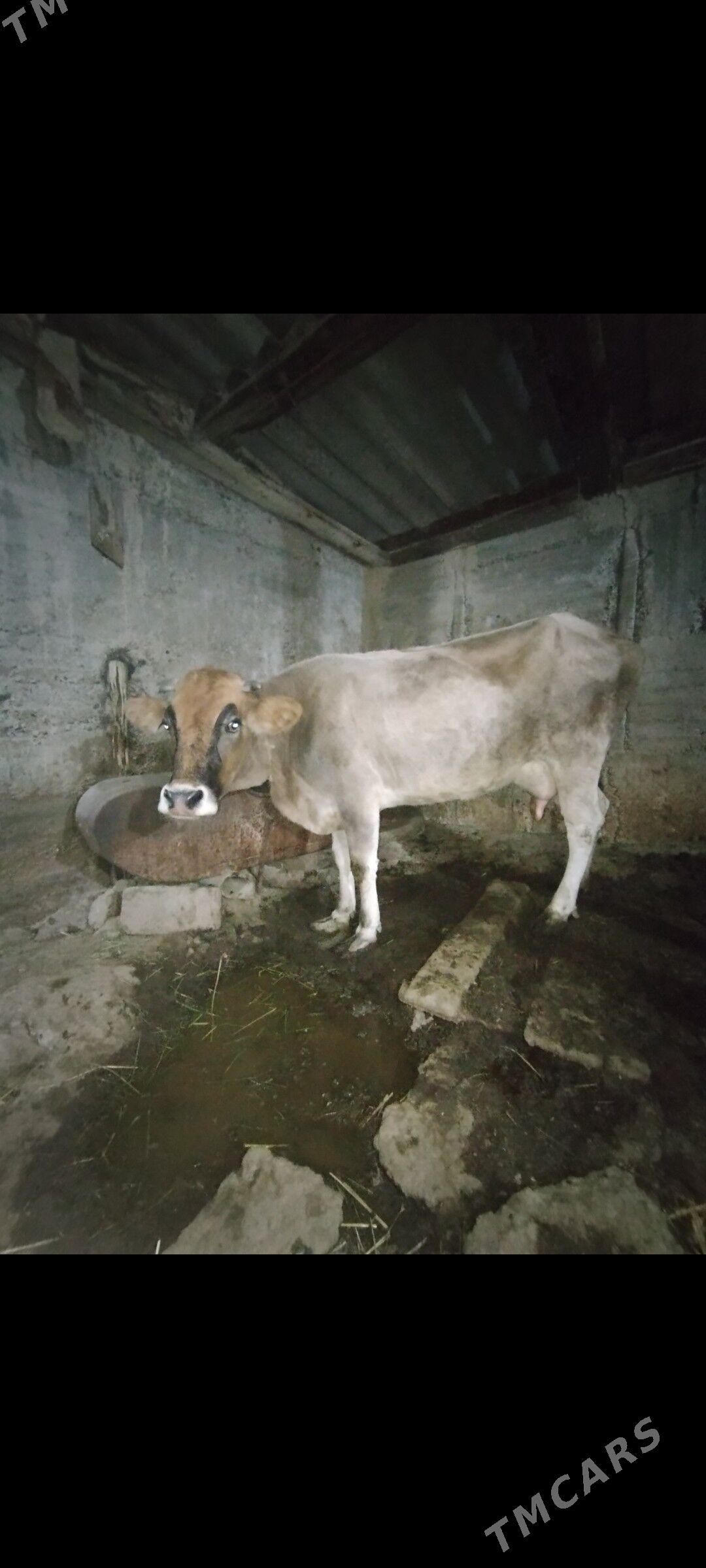 Sygyr - Бузмеин - img 2