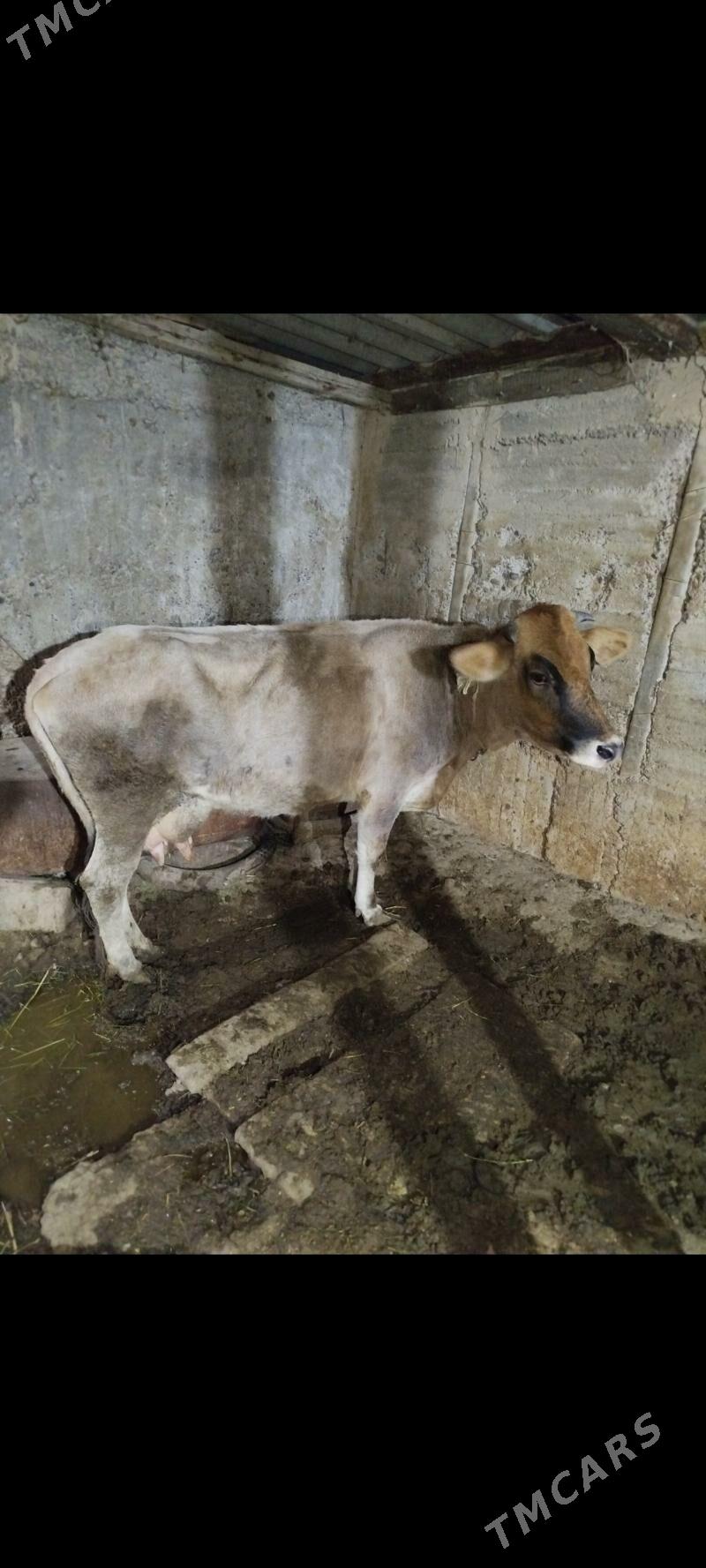 Sygyr - Бузмеин - img 1