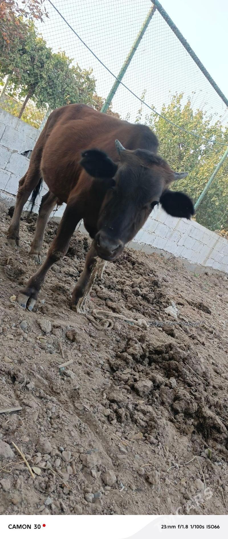 öküz - Ашхабад - img 2