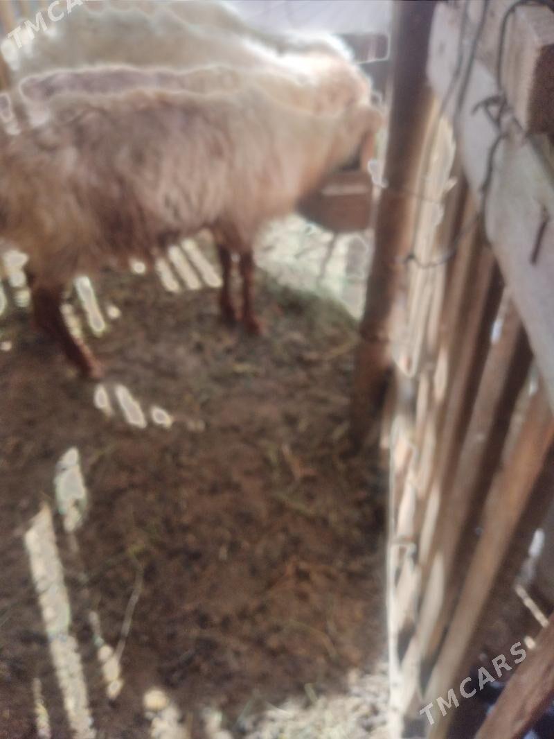 goyun - Гумдаг - img 3