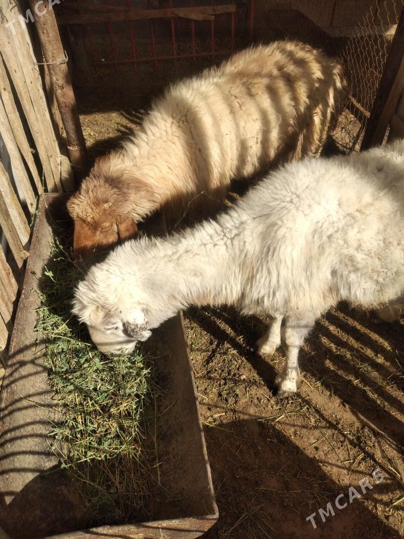 goyun - Гумдаг - img 1