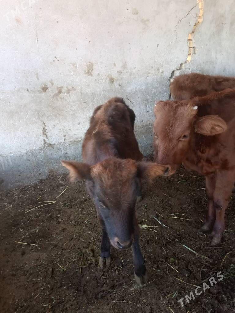 öküzceler - Dänew - img 3