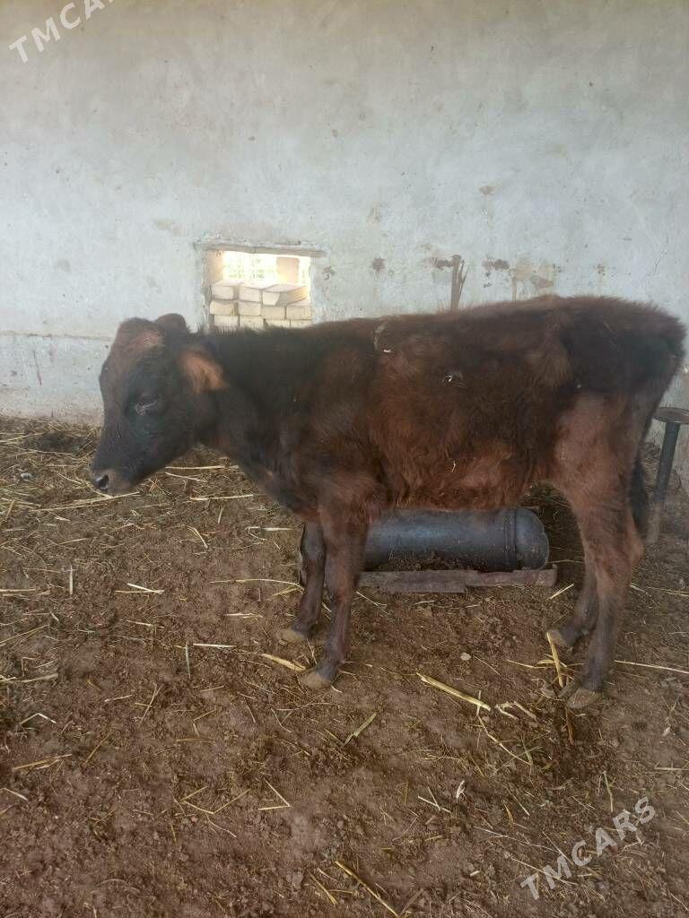 öküzceler - Dänew - img 8