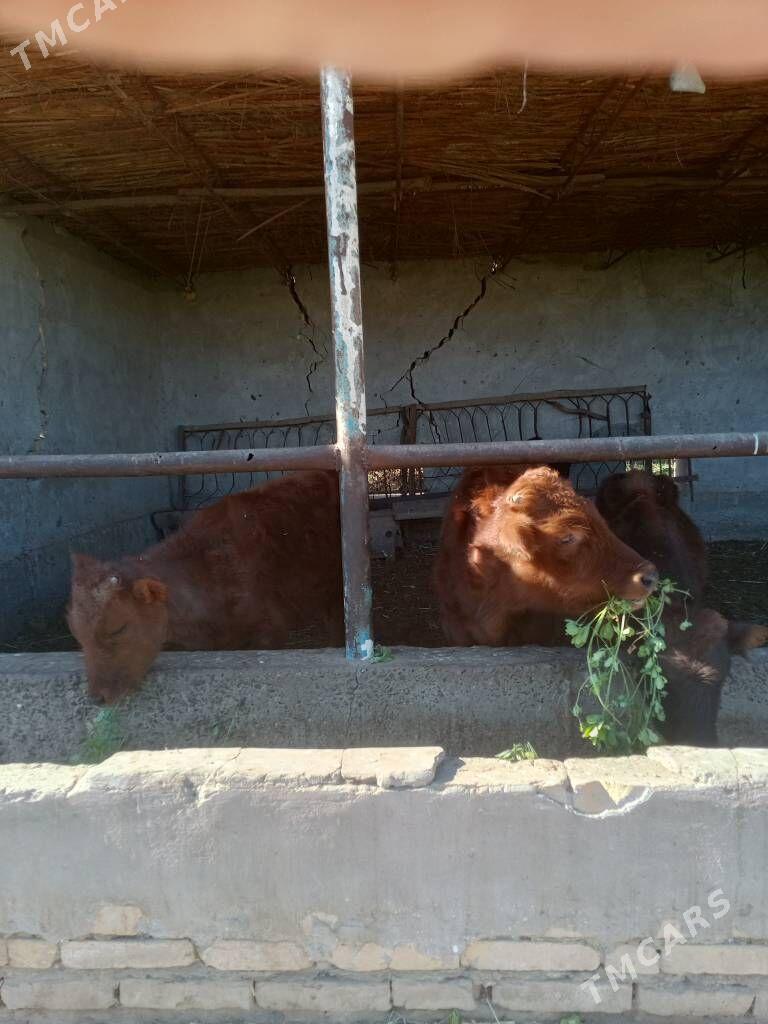 öküzceler - Dänew - img 2