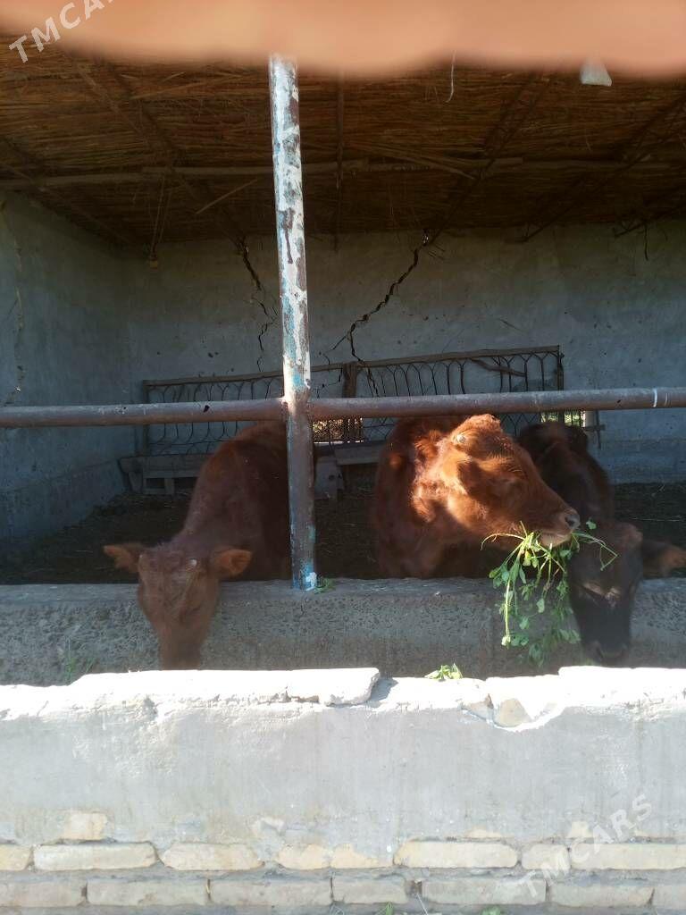 öküzceler - Dänew - img 1