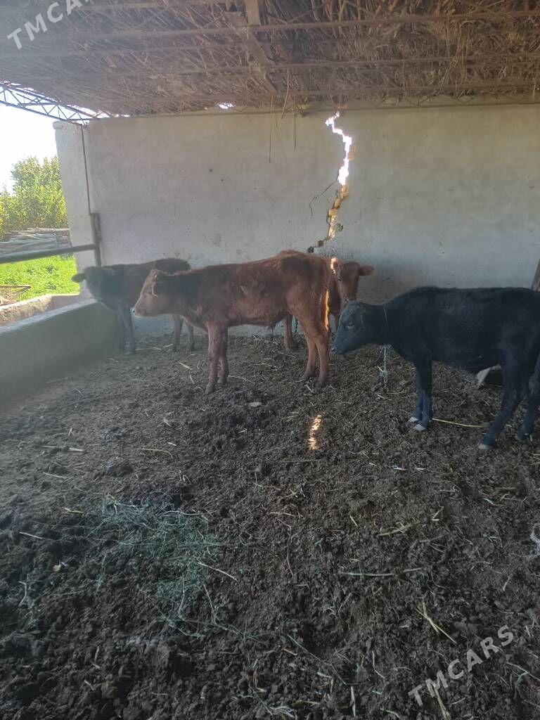 öküzceler - Dänew - img 4