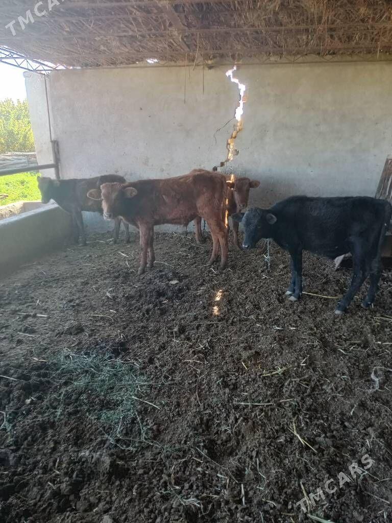 öküzceler - Dänew - img 5