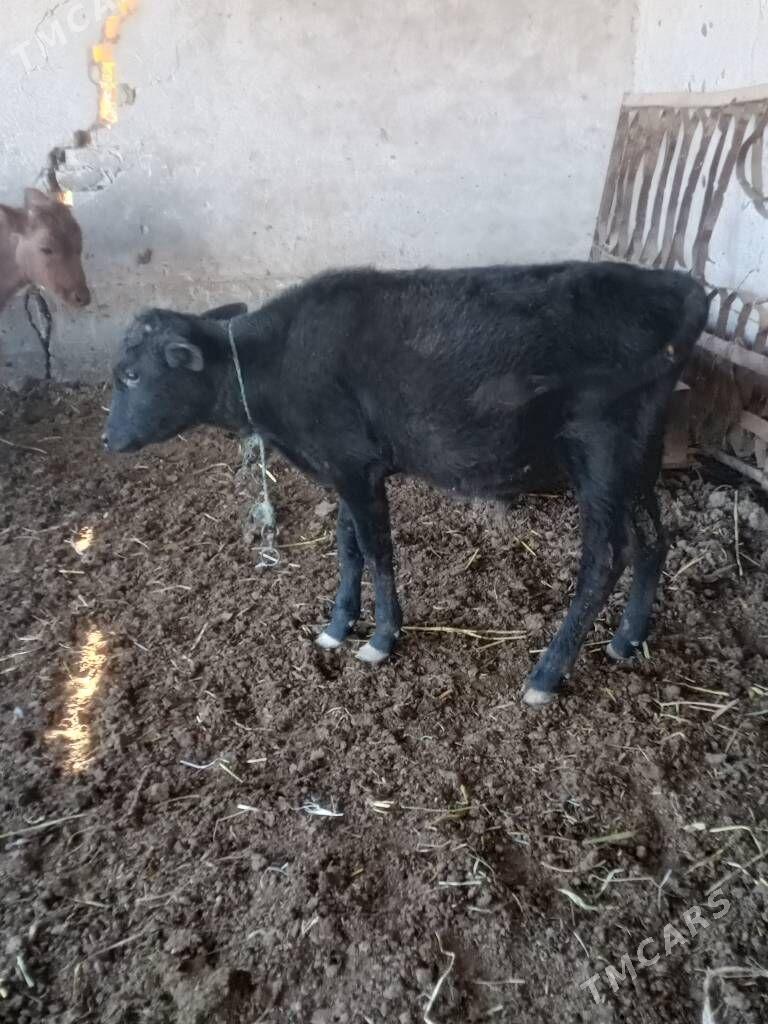 öküzceler - Dänew - img 6