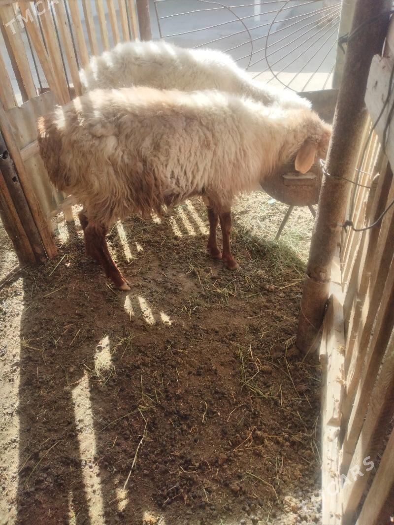 goyun - Гумдаг - img 2