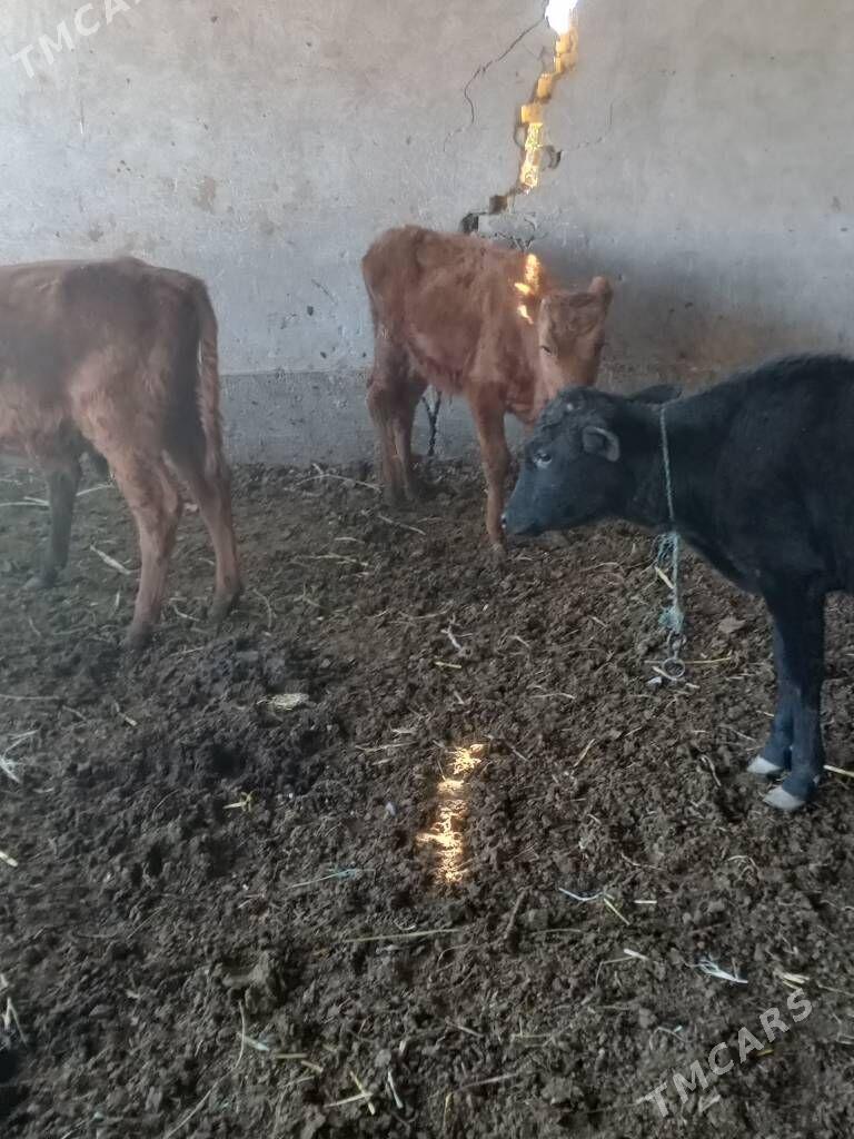 öküzceler - Dänew - img 7