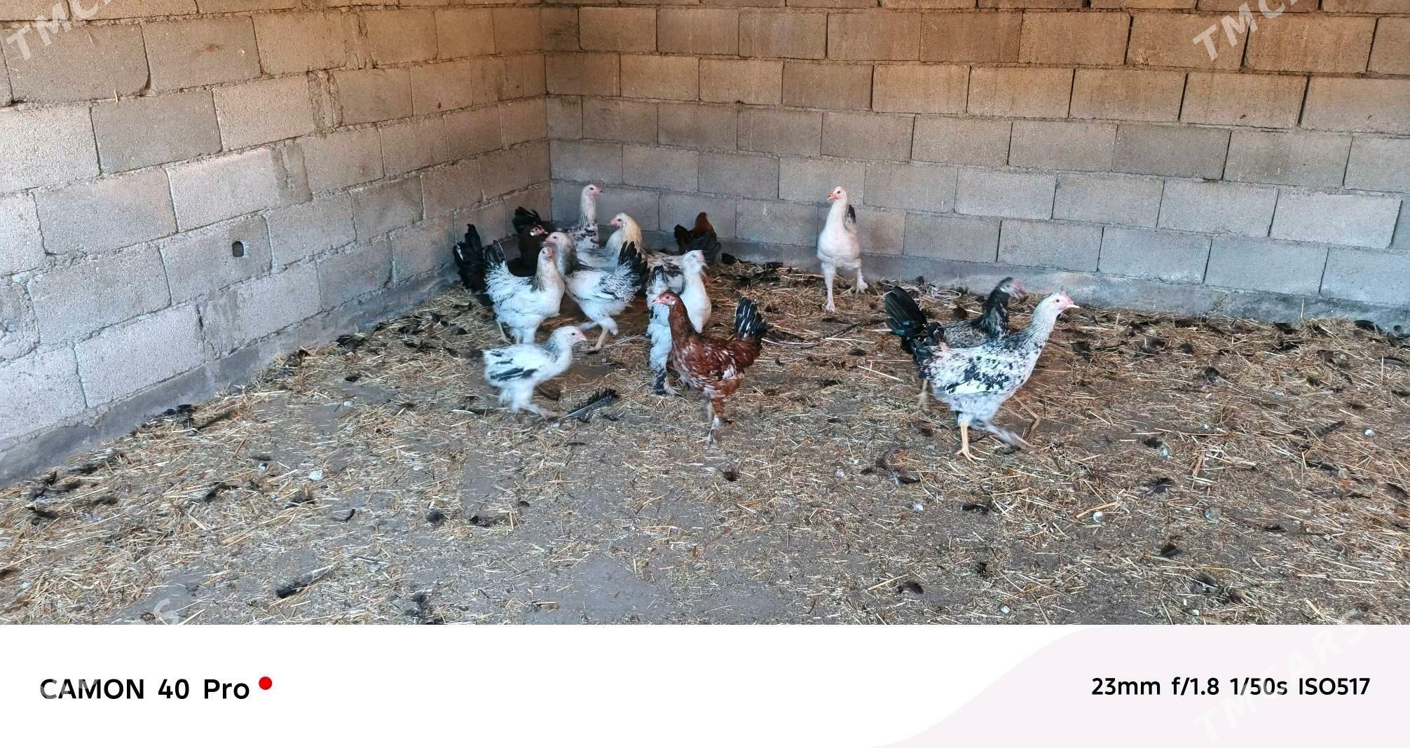 Horoz - Büzmeýin - img 2