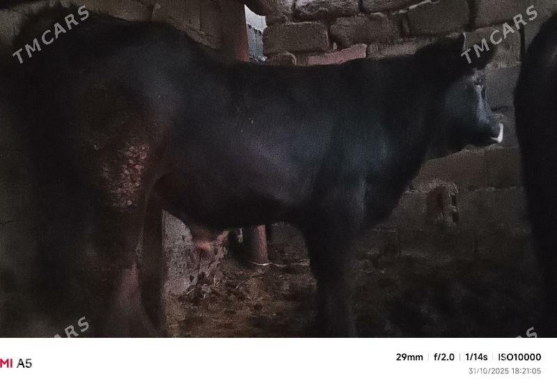 ökiz - Бузмеин - img 3