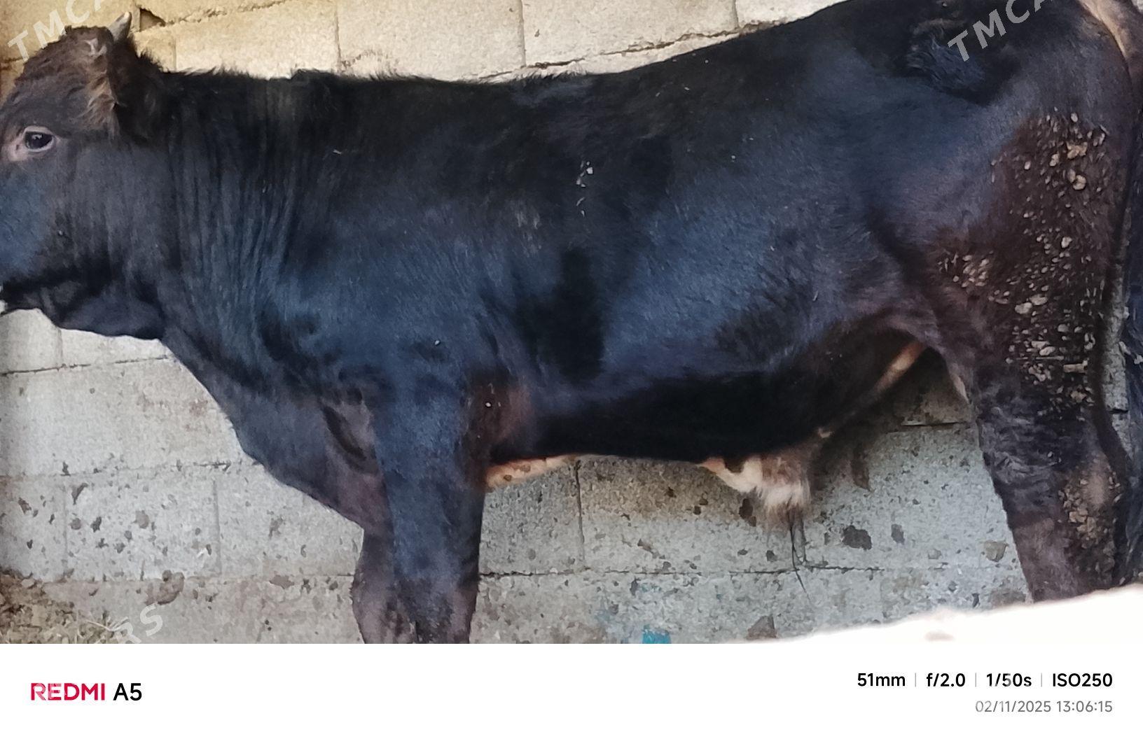 ökiz - Бузмеин - img 2