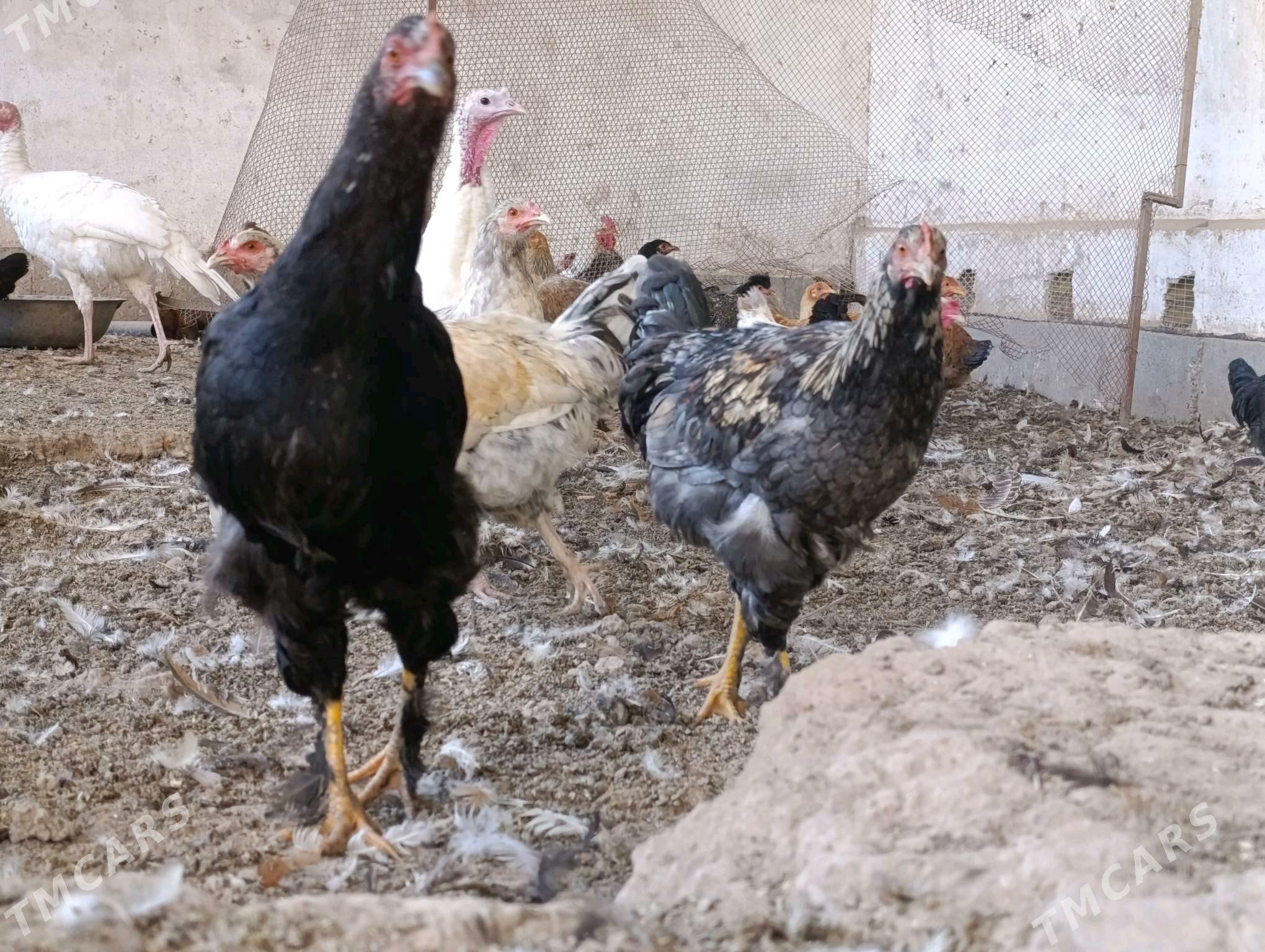 towuk juyje - Чарджоу - img 3