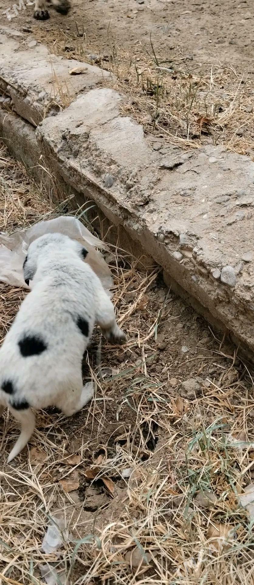 Кутята - Мары - img 2