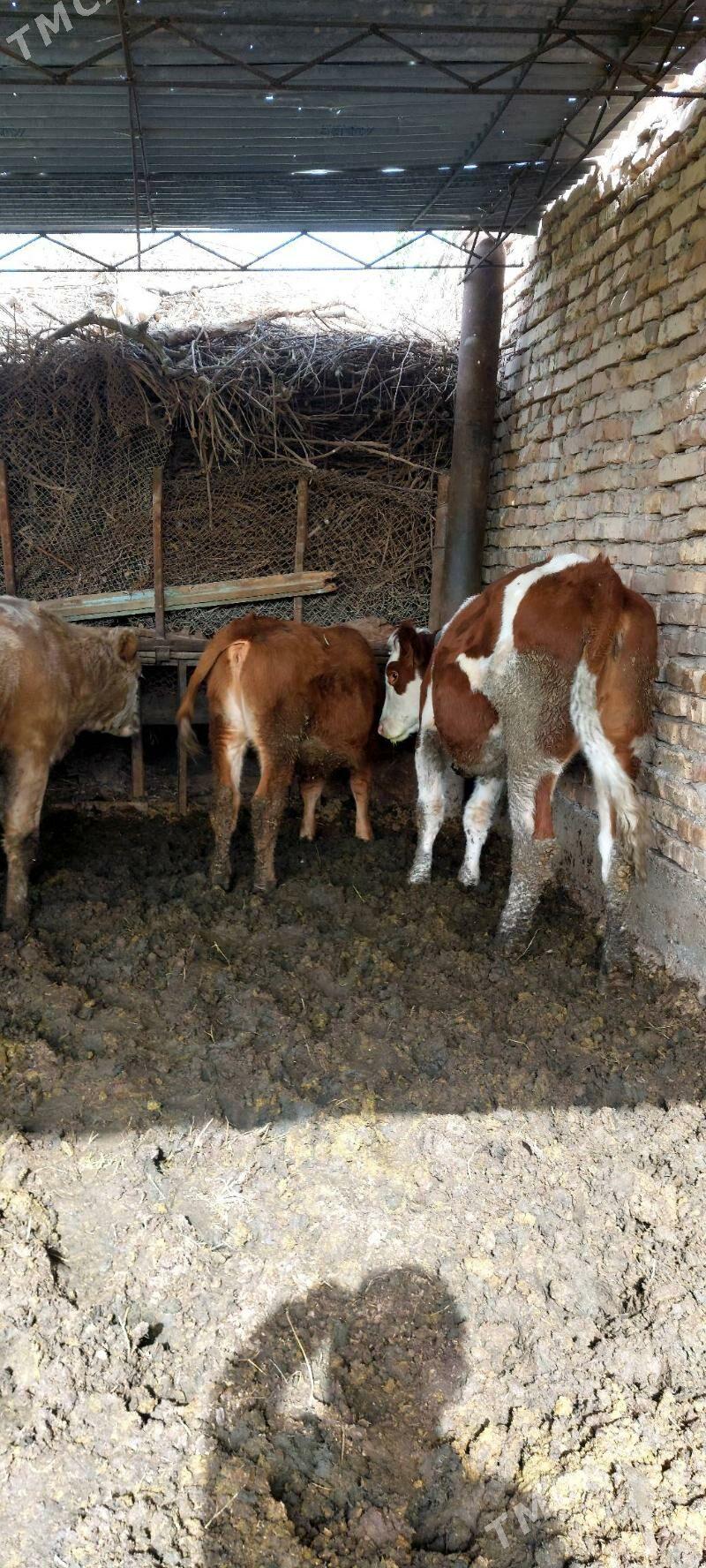 Smental unajynlar - Çärjew - img 8