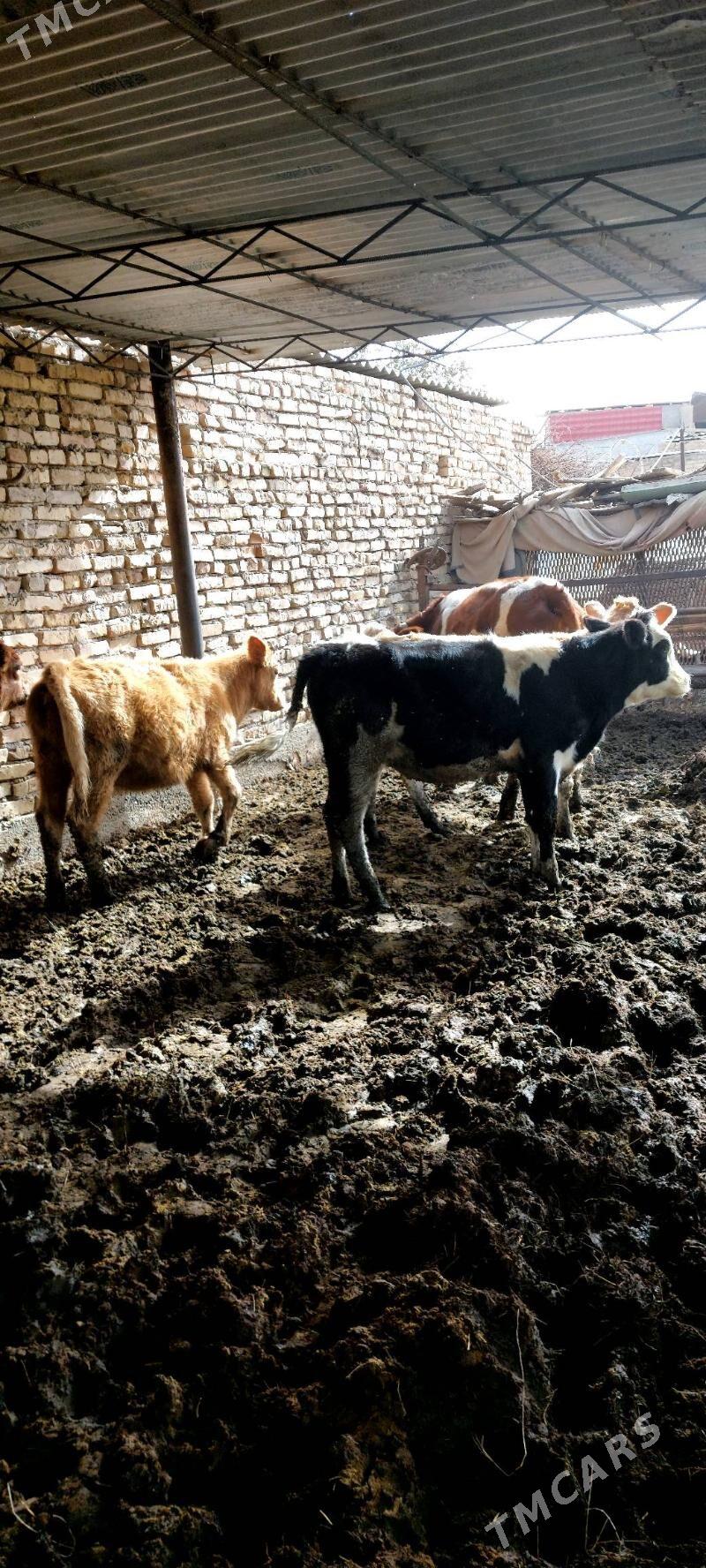 Smental unajynlar - Çärjew - img 4