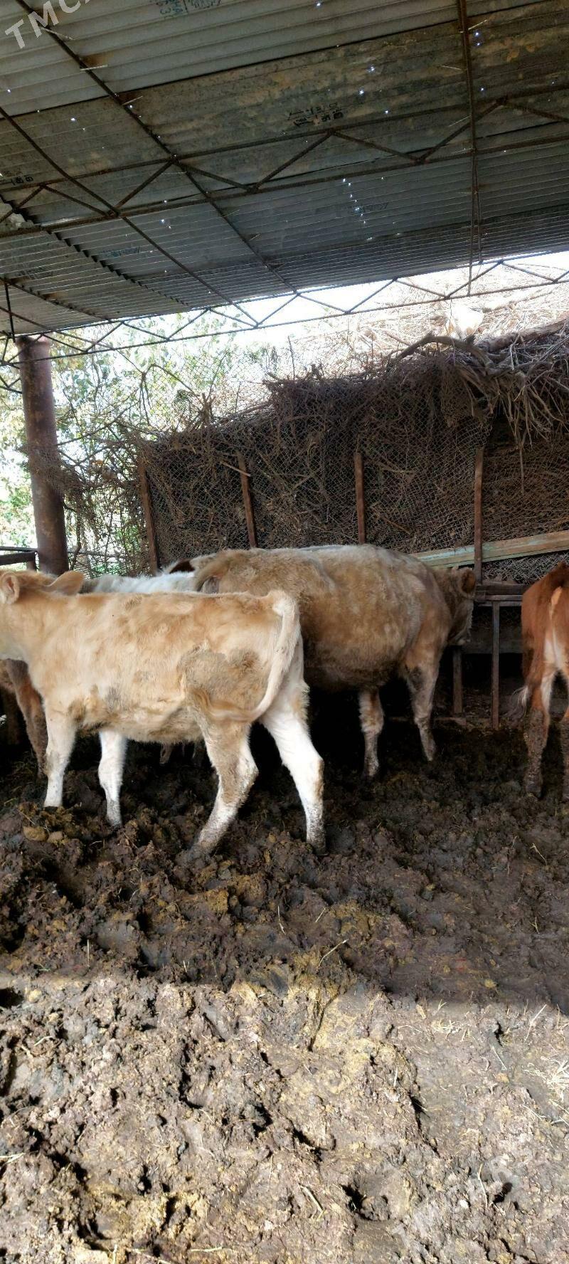 Smental unajynlar - Çärjew - img 7