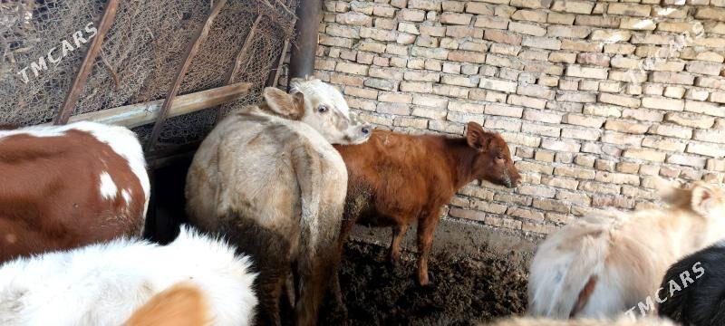 Smental unajynlar - Çärjew - img 6