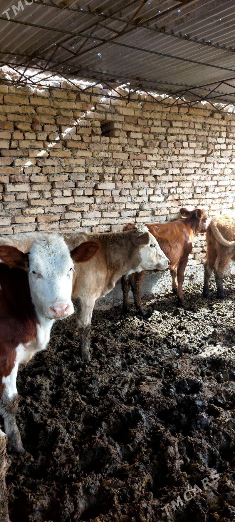 Smental unajynlar - Çärjew - img 2