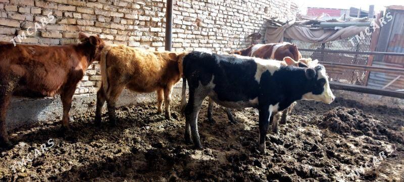 Smental unajynlar - Çärjew - img 1