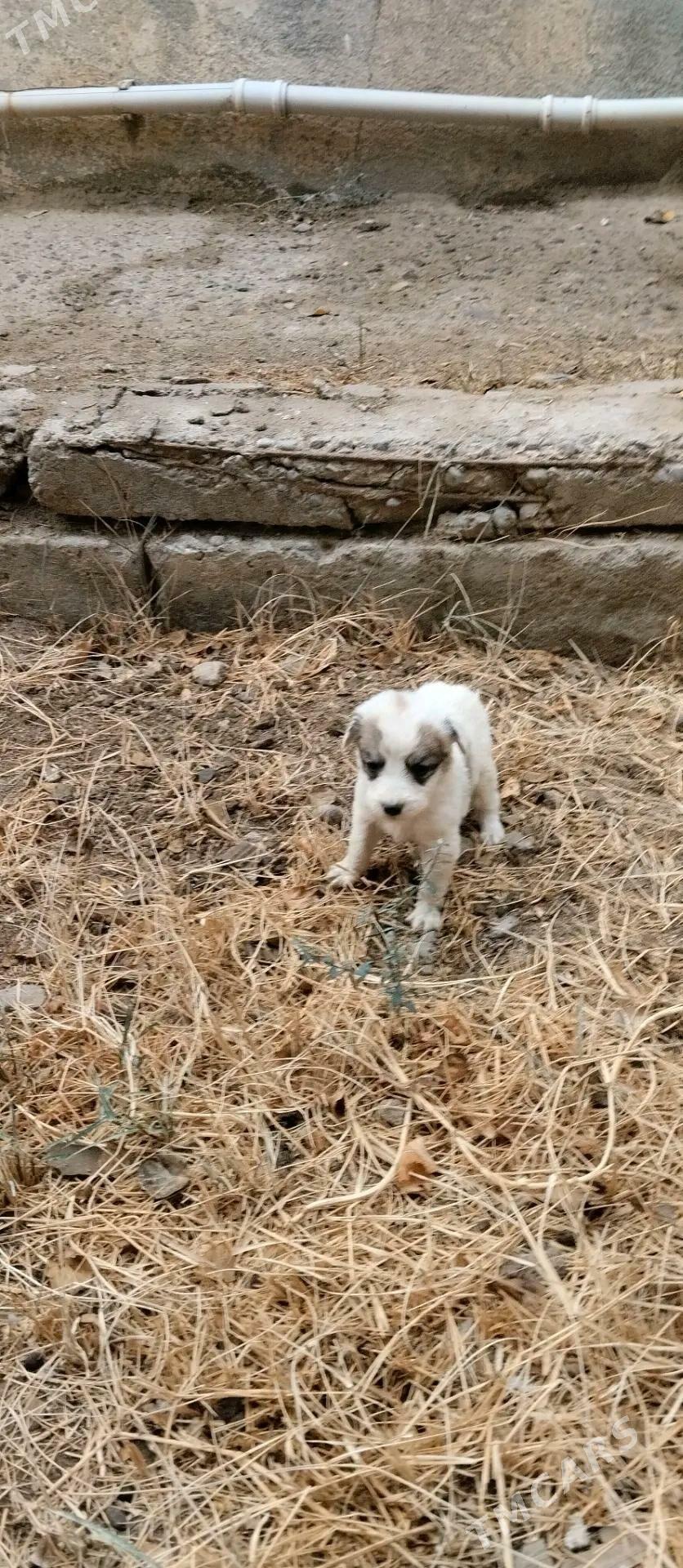 Кутята - Мары - img 5