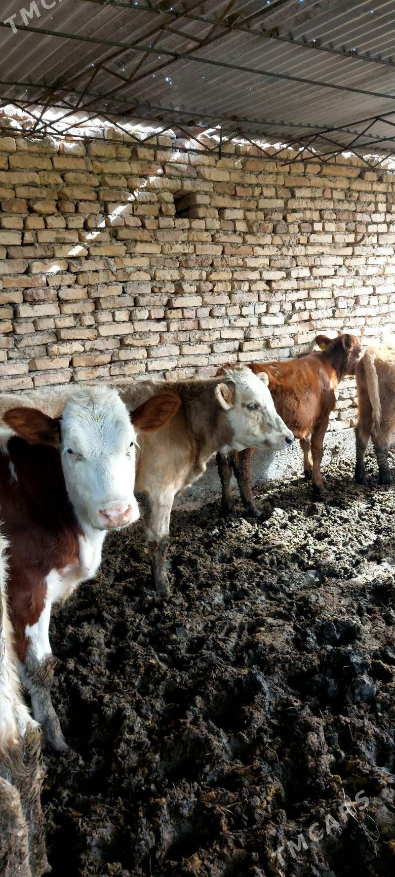 Smental unajynlar - Çärjew - img 3