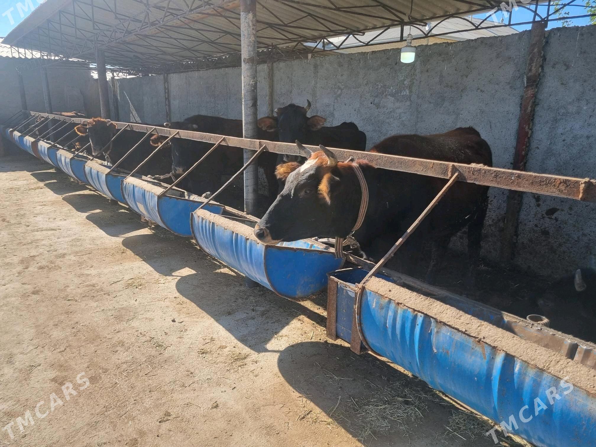 sygyrlar 13 sany - Sakarçäge - img 1