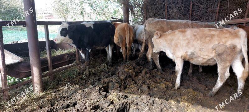 Smental unajynlar - Çärjew - img 9