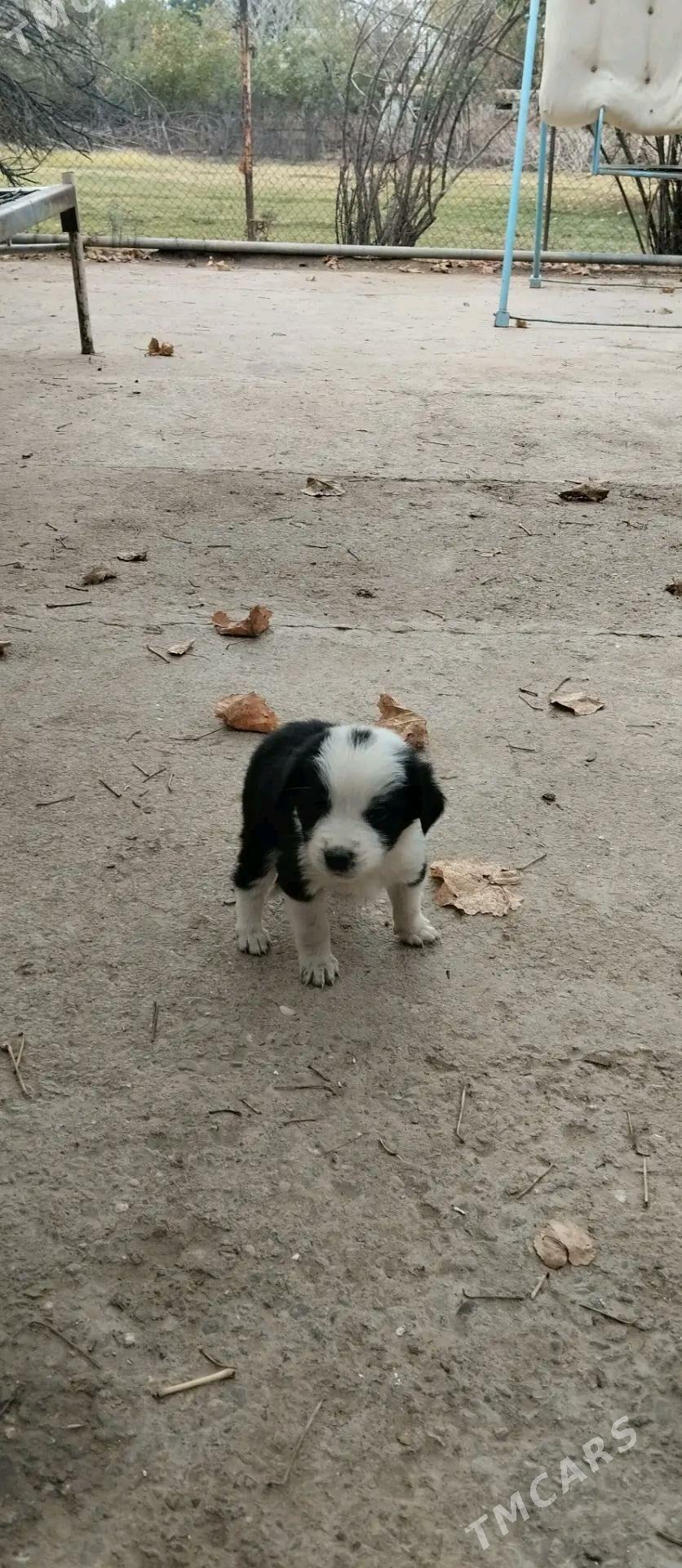 Кутята - Мары - img 4