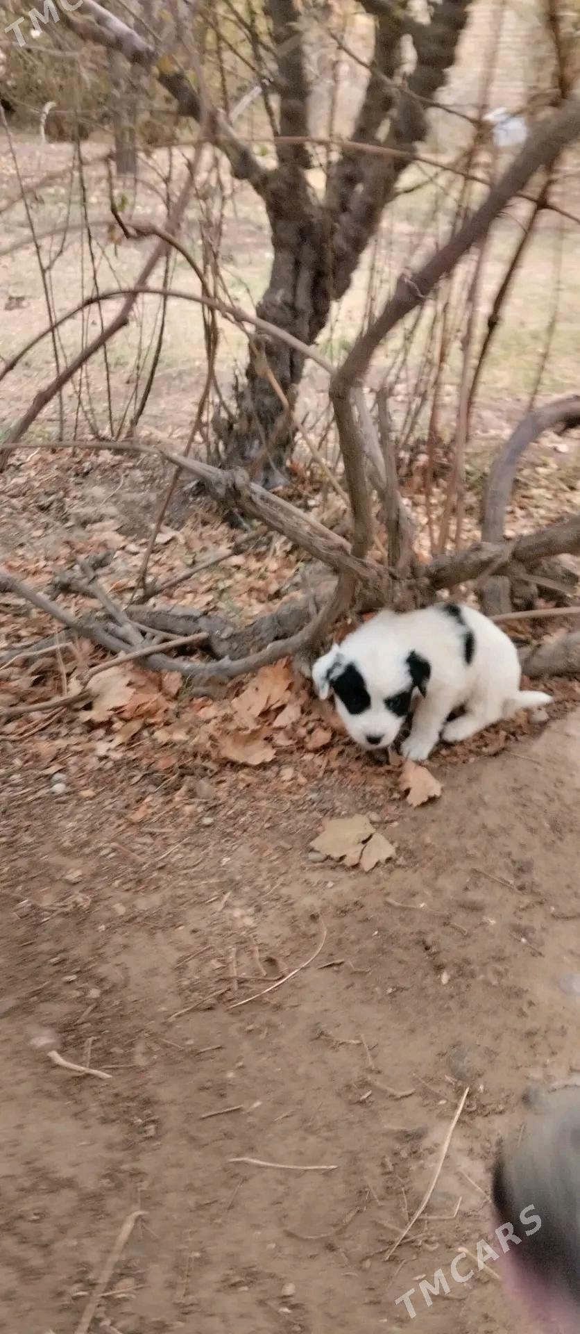 Кутята - Мары - img 3