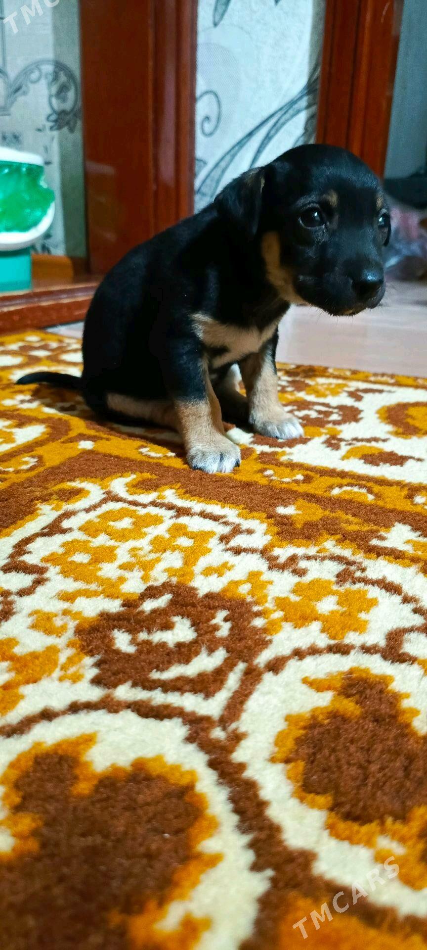 Кутята - Мары - img 7