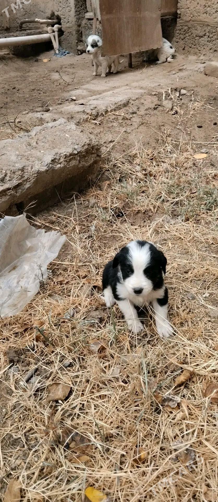 Кутята - Мары - img 6